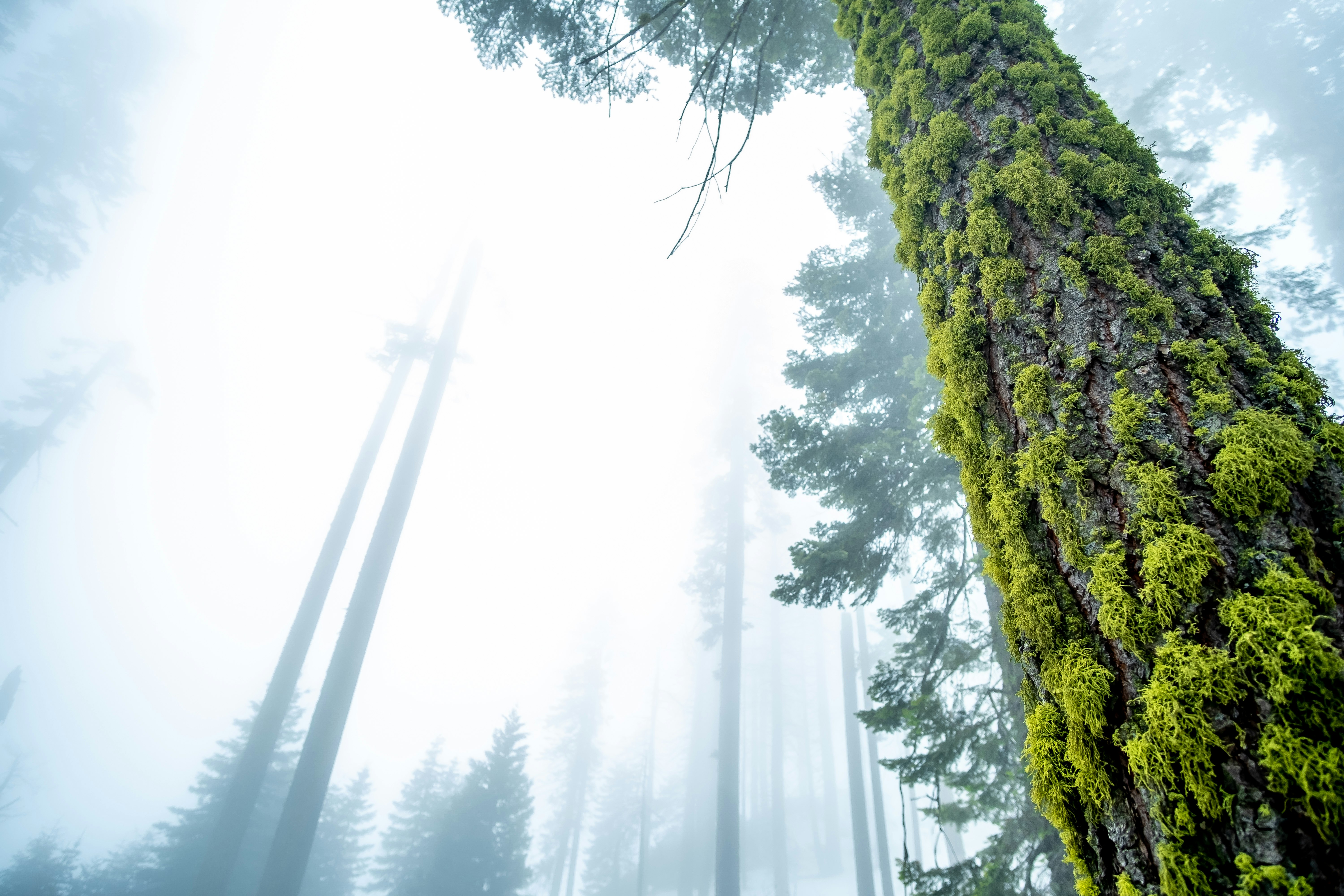 low angle photography of green tree